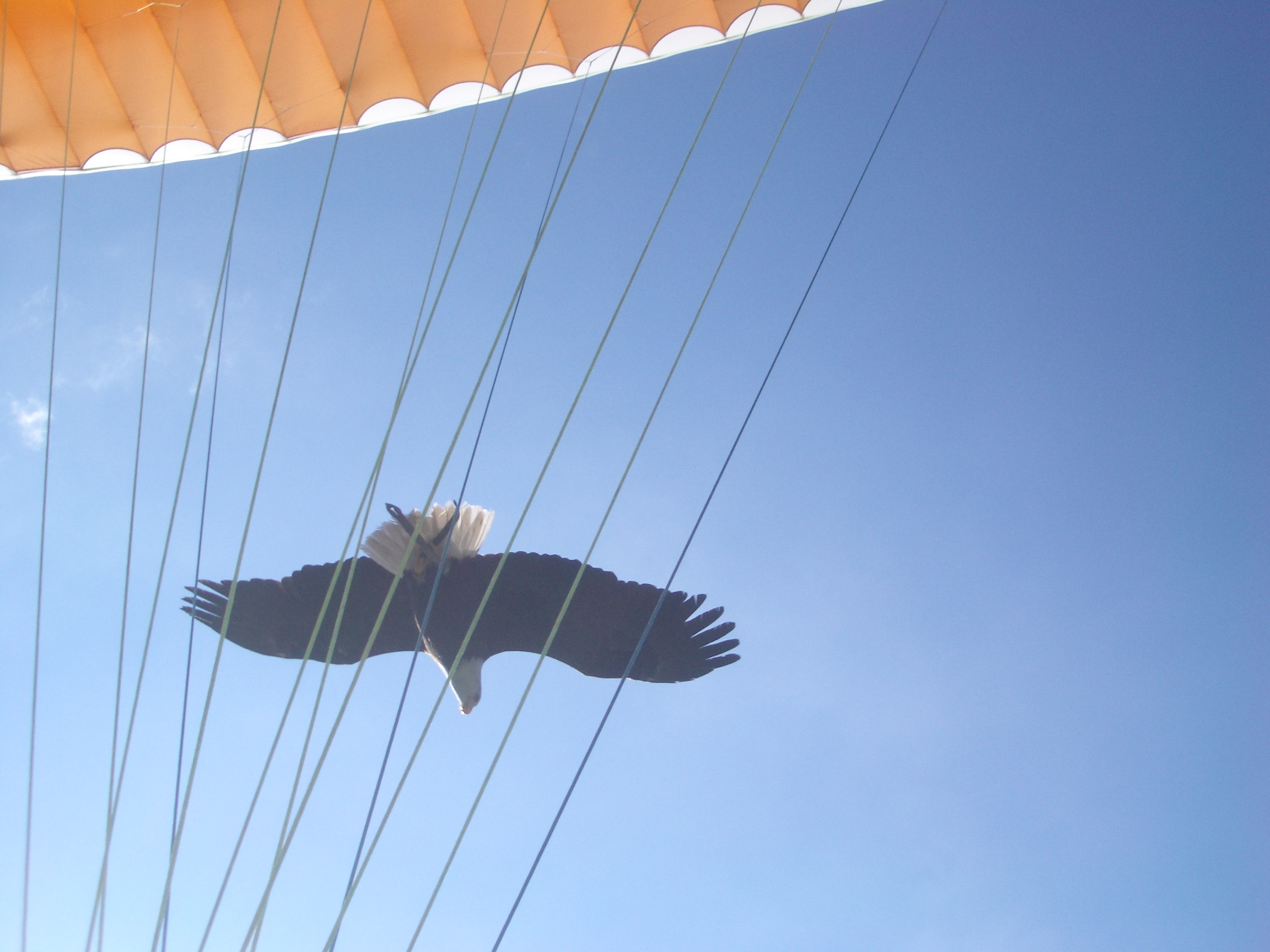 L ecole de parapente qui réaprend a voler aux aigles