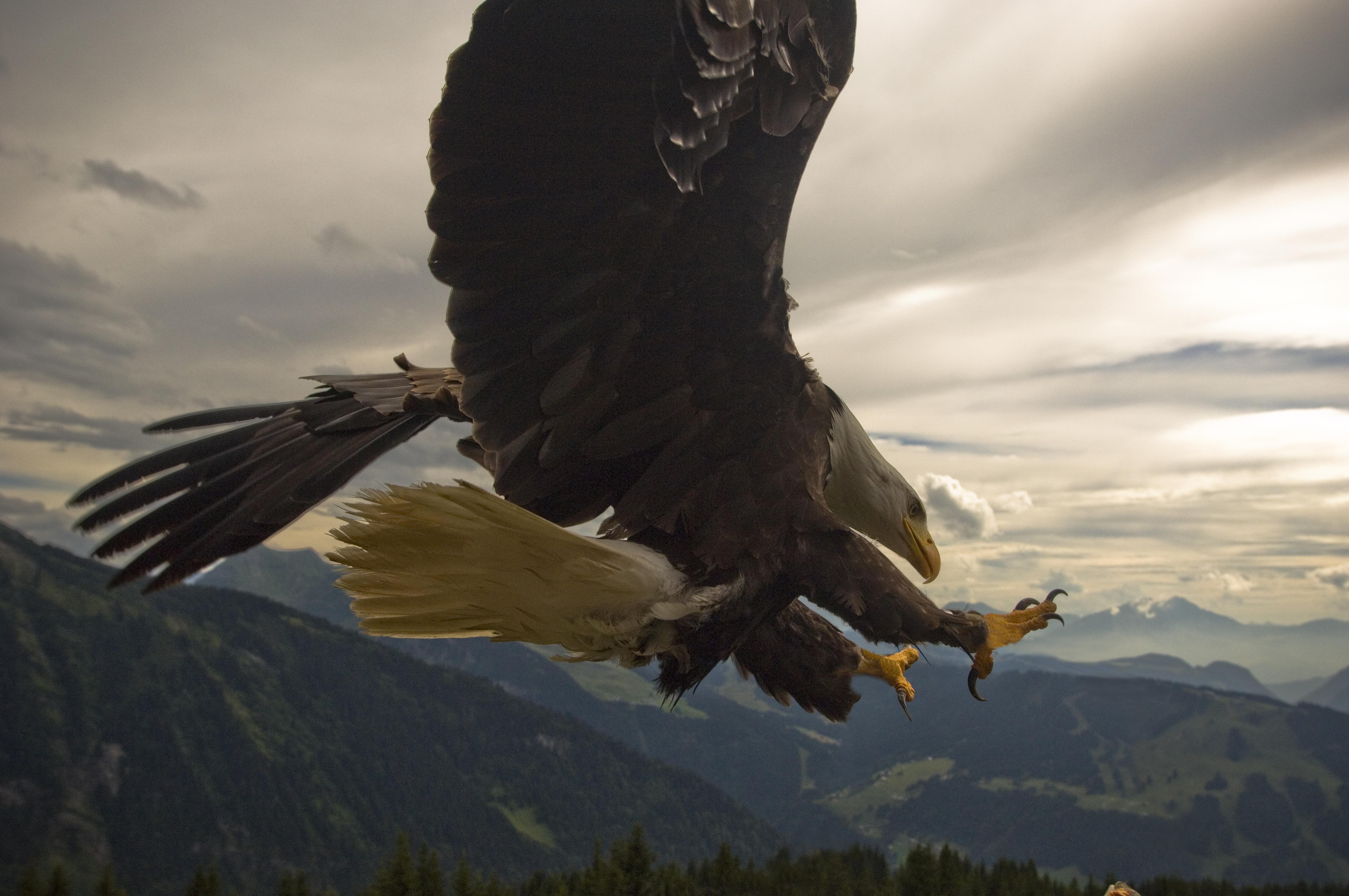 vol avec les aigles